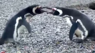 Cheating Penguin Fight (with John Williams)