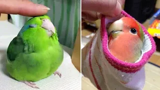 Baby Animals 🔴 Funny Parrots and Cute Birds Compilation (2021) Loros Adorables Recopilación #30