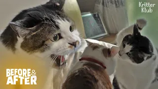 Cat Watches For A Chance To Defeat Senior Cat | Before & After Makeover Ep 26