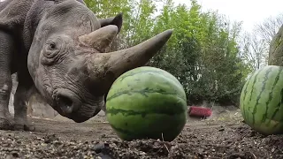 Rhino Jozi Goes Watermelon Bowling