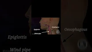 Epiglottis || Function of epiglottis || 3d Animation || #shorts #youtubeshorts #biology