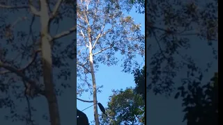 Wild Gibbon in Danum Valley, Borneo