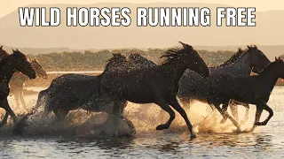 Wild Horses Running Free  |  With Beautiful Iceland Horses