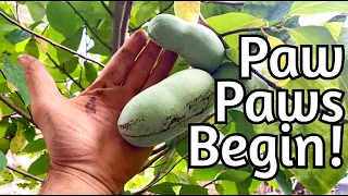 Paw Paw Harvest Begins (and more!)