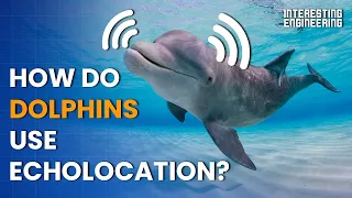 How do dolphins use echolocation to navigate the deep seas?
