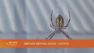 Яскравий та отруйний: павука-осу Аргіопу побачили мешканці Карачунів
