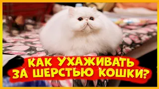 Как ухаживать за шерстью кошки? 🐱