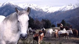 Transhumance of horses and foals in the Pyrenees. Journey to the green pastures | Documentary film