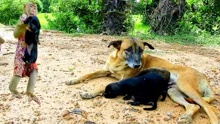 Smart SokYaa Found Puppies & Carry To Mother Safety