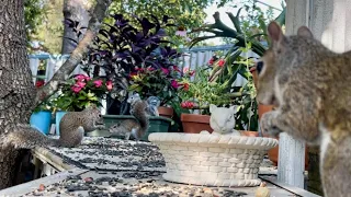 Squirrel Garden Oasis Filled With Cute Squirrels Eating, Drinking, and Chasing