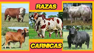 BOVINOS RAZAS CÁRNICAS  | Ing. Jannin Hernández Blandón