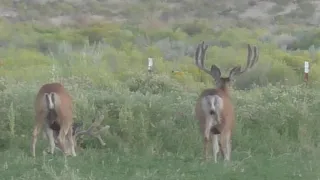 Chad Mendes' 2019 NV Archery Mule Deer Hunt!