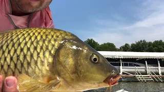 Iowa Carp on the Fly via Stand Up Paddle Board - 2018