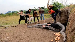 6 Brave Hunters With Pitbull Dog Confront 2 Ferocious Giant Pythons To Save The Girl, Wild Hunter TV