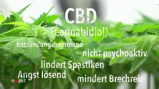Cannabis – Unterschied CBD und THC