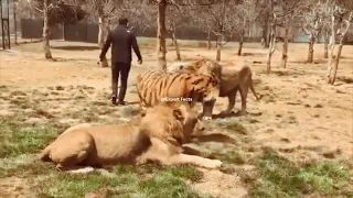 Lion vs Siberian tiger ‐Size Comparison -Alcyone vs Ilanga- Shoulder height comparison