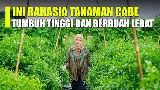 Simak Baik-Baik!! Cara Agar Tanaman Cabe Tumbuh Tinggi dan Berbuah Lebat