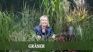 Gräser - Alles zu Arten und Ansprüchen von Gräsern