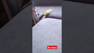 Funny parrot plays with dog. Part 1.