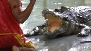Шоу крокодилов   -  Crocodile show