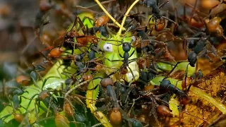 The relentless ant army is attacking!