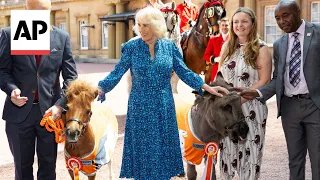 UK's Queen Camilla feeds animals at Buckingham Palace charity reception