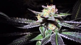 Big Dans Genetix Phantom Stomper ( Sour Grape Cookies)