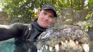 Swimming with Casper the Alligator! Learn about nuisance alligators.