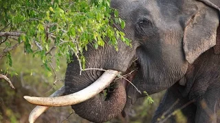 This Blind tusker had caught to a gun trap | Amazing Moments Of blind elephant treatment | Wildlife