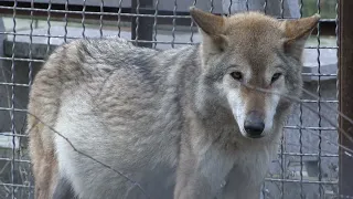 Херсонские волчицы и их волчок-дружок!🐺🐺🐺 Волчица после ПОМОЩИ ВРАЧЕЙ, чувствует себя лучше!☀️❤️