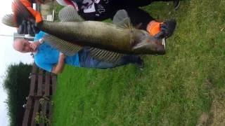 Snoekbaars gevangen in de maas kerkdriel