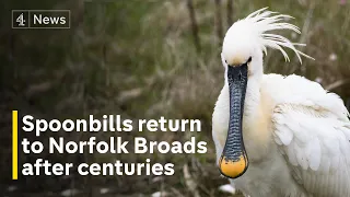 Spoonbills return to Norfolk Broads for first time in nearly 400 years