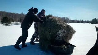 Подкормка косуль и лосей в ранне весенний период. Солонец для лося.