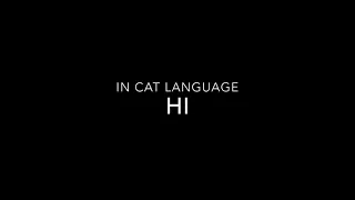 Hi In Cat Language