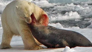 Polar Bear Kills Elephant Seal || Seal Ripped Apart Still Alive