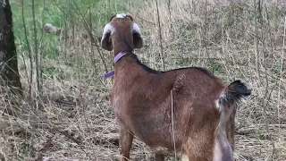 Окот козы первокотки. У нас пополнение