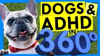 5 Ways Dogs Help ADHD Brains -- in 360 Degrees!!!