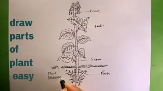 let"s draw the parts of plant step by step//draw parts of plant easy