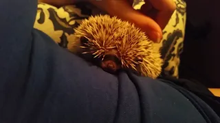 Hedgehog Grumpy Sounds