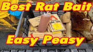 Best Bait for Rats | Best Traps for Rats | Rat hits Trap While Setting The Job Up.