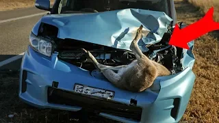 OMG! You Won't Believe What Animals Were Caught in These 2019 Car Crashes!