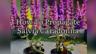 How To Propagate Salvia Caradonna, How To Take Salvia Cuttings, Salvia Caradonna, Plant Propagation