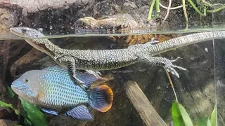 Mangrove Monitor Swimming