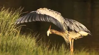 Great Blue Heron Grooming