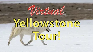Alpha Female White Wolf: Virtual Yellowstone tour!
