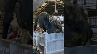 transportation of the cow and treatment with hot water