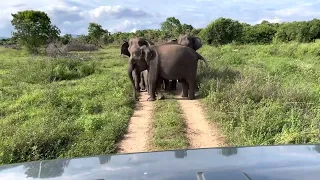 Sri lanka,##wasgamuwa national park,elephant attack🐘🐘😤😤🥵😳.jeep safari.