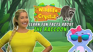 Raccoon Facts