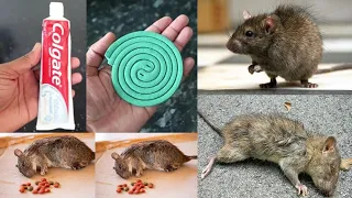 JUST 2 EASY TIPS FOR RAT || How To Kill Rats Within 10 minutes || Home Remedy || Magic Ingredient |