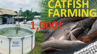 How to use 1000😲 fishes to gain GHC 23,000 with this system.‼#catfishfarm #aquaculture #catfish